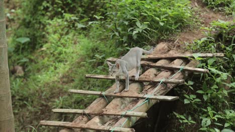 Gray-cat-meowing-standing-on-wooden-walkway-in-countryside