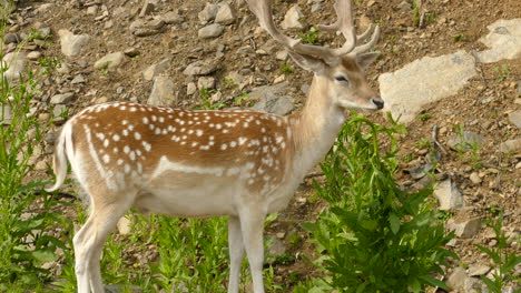 Beautiful-adult-Fallow-dear-standing-in-greenery-and-observing