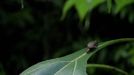 Close-up-shot-of-brown-baby-snail-resting-on-leaf-in-the-middle-of-forest