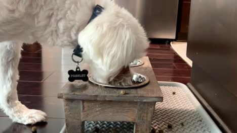 Maltese-dog-eating-from-an-elevated-feeding-bowl---slow-motion