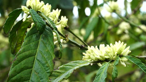 Blühende-Zweige-Des-Kaffeebaums-In-Der-Plantage