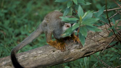 Curious-Squirrel-Monkey-Sitting-On-Wood-And-Looking-Around