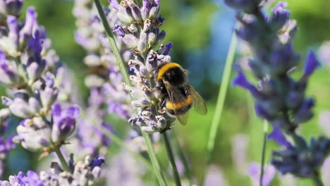 Close-up-shot-of-bumblebee-on-lavender-flower