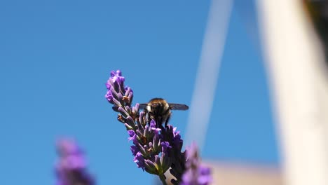 Honigbienenhummel-Fliegt-Durch-Lebendige-Lavendelblüten-Mit-Hintergrundunschärfe-Bokeh