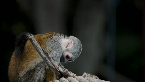 Close-Up-Of-A-Squirrel-Monkey-Looking-Around-Outdoors