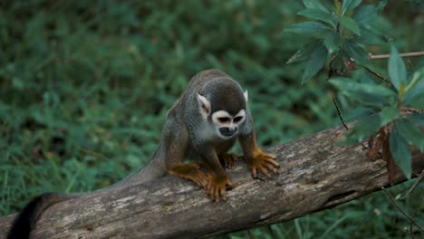 Common-Squirrel-Monkey-Looking-Around-In-Its-Habitat