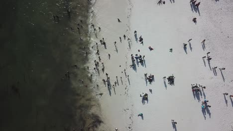 Tourists-enjoying-swimming-in-Ocean-during-hot-summer-sunny-day,-Watamu-Beach,-Kenya---aerial-top-down-view