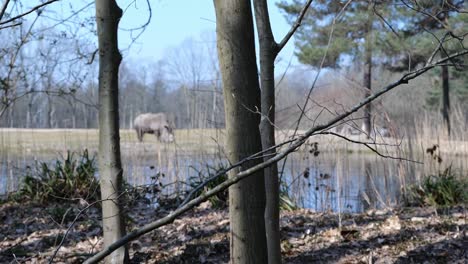 Square-lipped-Rhinoceros-Near-A-Pond-At-Burgers'-Zoo,-Arnhem,-Netherlands---wide-shot