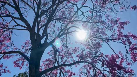 Schöne-Schiebeaufnahme-Der-Sonne,-Die-Durch-Die-Zweige-Eines-Blühenden-Japanischen-Kirschbaums-Vor-Einem-Blauen-Himmel-Im-Stadtpark-Von-Brasilia-Scheint