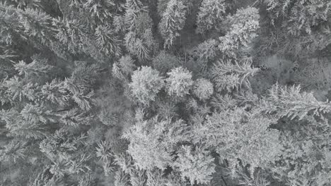 Copos-De-Nieve-Blancos-Girando-Sobre-Un-Bosque-Gigante-Con-Pinos-Cubiertos-De-Nieve-En-Canadá