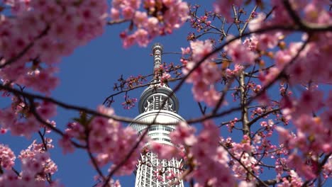 Alto-Tokyo-Skytree-Bellamente-Enmarcado-Por-Flores-De-Cerezo-Japonesas-Sakura