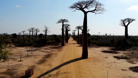 Allee-Der-Baobabs,-Madagaskar