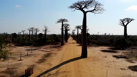 Avenue-of-the-Baobabs,-Madagascar