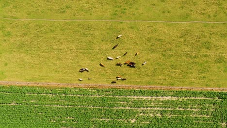 Aerial-view-of-grazing-cows-on-pasture