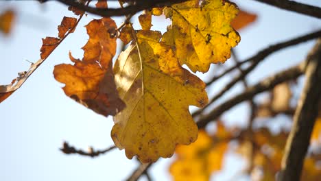 Nahaufnahme-Eines-Trockenen-Blattes-Auf-Einem-Eichenzweig-Im-Herbst