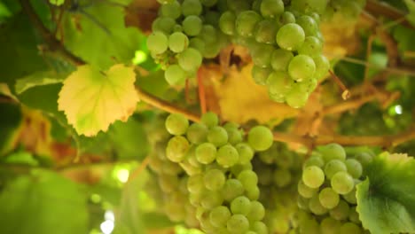 Nahaufnahme-Eines-Bündels-Reifer-Weintrauben,-Die-Zur-Erntezeit-In-Einem-Weinberg-In-Spanien-An-Der-Rebe-Hängen