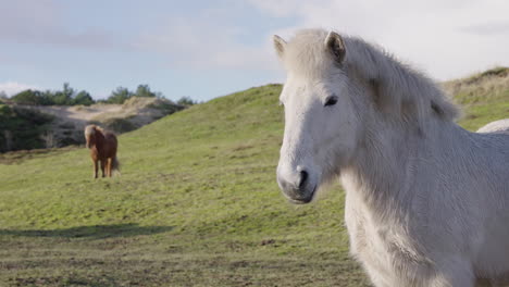 Eine-Filmische-4K-Zeitlupenaufnahme-Eines-Wunderschönen-Weißen-Pferdes,-Das-An-Einem-Strahlend-Sonnigen-Tag-Auf-Einer-Grünen-Wiese-In-Der-Natur-Von-Terschelling-Steht
