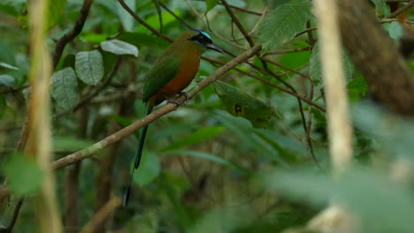 Beautifully-colored-blue-crowned-motmot-resting-on-a-tree-branch-in-the-forest