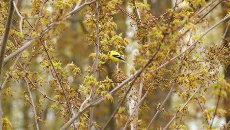 An-American-Goldfinch-on-a-tree-branch-in-Toronto,-Canada,-medium-shot