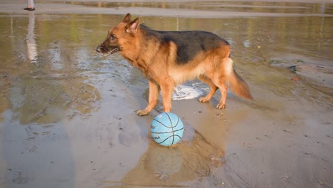 Müder-Deutscher-Schäferhund-Atmet-Schnell,-Nachdem-Er-Am-Strand-Gelaufen-Ist,-Steht-Neben-Dem-Ballspielen-Am-Strand-In-Mumbai,-15.-März-2021