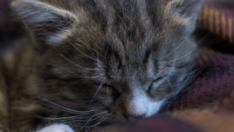 Close-Up-Of-Cute-Tabby-Cat-Asleep-On-A-Blanket