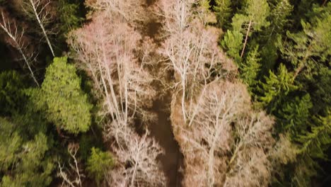 Aerial-birdseye-view-of-Riva-river-valley-in-sunny-spring-day,-thick-forest-of-tall-evergreen-trees,-untouched-remote-location,-wide-angle-drone-shot-moving-forward-fast