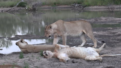 A-lion-joins-it's-pride-as-they-lounge-at-a-waterhole-under-the-hot-African-sun