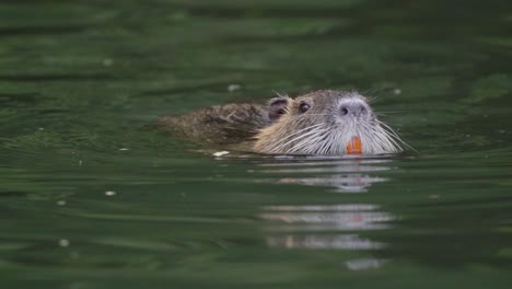 Close-up-of-a-coypu-eating-plants-with-its-big-orange-teeth-while-swimming-on-a-pond