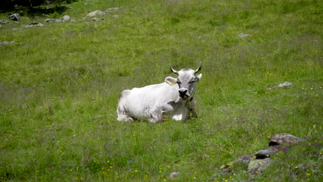 Single-wild-cow-with-horns-sitting-alone-in-grass-field-grazing-and-eating,-Europe