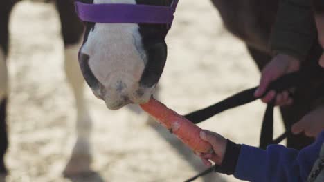 Makro-Eines-Kleinen-Jungen,-Der-Dem-Pferd,-Das-Von-Einem-Tiertrainer-In-Argentinien-Gehalten-Wird,-Eine-Karotte-Füttert