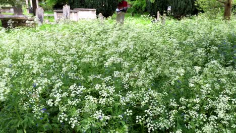 Wild-carrots-or-Queen-Anne’s-Lace-growing-in-a-churchyard-in-Fulham,-London-UK