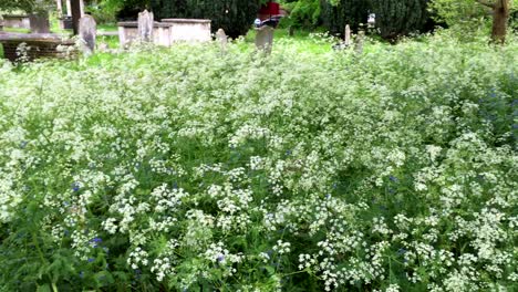 Zanahorias-Silvestres-O-Encaje-De-La-Reina-Ana-Que-Crecen-En-Un-Cementerio-En-Fulham,-Londres,-Reino-Unido