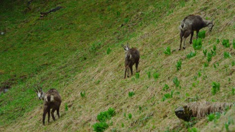 Three-young-chamois-are-standing-in-a-steep-alpine-meadow