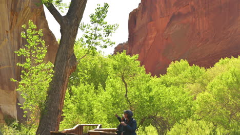 Tourist-On-Boardwalk-Under-Huge-Cottonwood-Tree-In-Fruita,-Capitol-Reef-National-Park-Near-Utah,-United-States