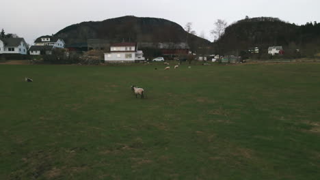 Schafe-Und-Lämmer-Laufen-Und-Grasen-Auf-Der-Grünen-Weide