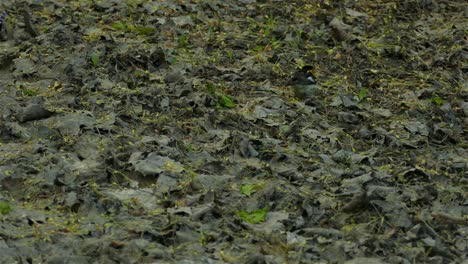 Blackburnian-Warbler-Vogel,-Der-An-Einem-Launischen-Tag-Vom-Waldboden-Frisst,-Statische-Ansicht