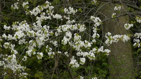 Pájaro-Carricerín-De-Magnolia-Vagando-Por-Ramas-De-árboles-Florales,-Flor-Silvestre-En-El-Bosque