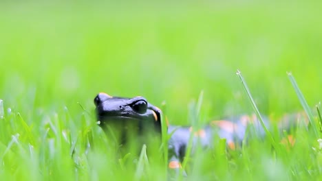 Nahaufnahme-Eines-Gefleckten-Salamanders-Im-Gras-Von-Vorne