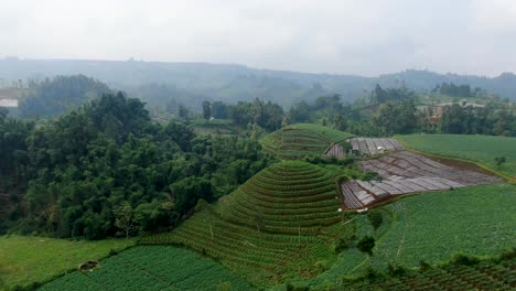 Terrassenförmige-Kartoffelplantage-Auf-Hügelhängen,-Luftaufnahme,-Java,-Indonesien