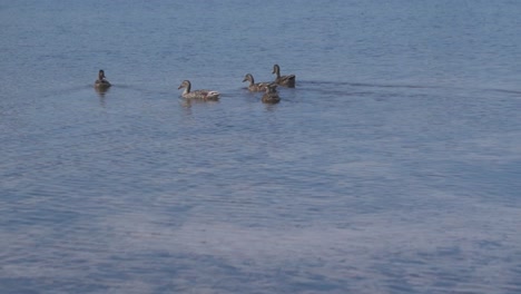 Eine-Gruppe-Plätschernder-Enten-Schwimmt-über-Einen-Kristallklaren-Teich,-Kalmthoutse-Heide,-Belgien