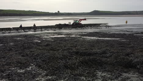 Criaderos-De-Ostras-En-El-Estuario-De-Camellos-Durante-La-Marea-Baja.