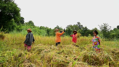 Farmers-harvesting-rice-while-one-in-the-middle-with-an-orange-shirt-is-taking-a-selfie-while-a-child-on-the-right-plays-with-her-hand-on-her-mouth