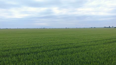 Bird's-Eye-View-Of-Vast-Farmland-Of-Wheat-Plants-Under-The-Cloudy-Sky