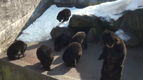 Mondbär-–-Eine-Gruppe-Asiatischer-Schwarzbären,-Die-Im-Zoo-Auf-Futter-Warten,-Das-Von-Menschen-Geworfen-Wird
