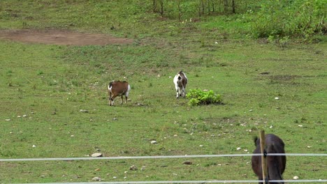 Two-goats-grassing-on-green-land