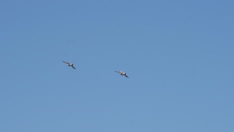 Dos-Aviones-Lim-2-De-La-Fundación-Eskadra,-La-Versión-Polaca-Del-Avión-De-Combate-Mig-15-Que-Volaba-Cerca-En-El-Aerobaltic-Airshow-2021-En-Gdynia,-Polonia