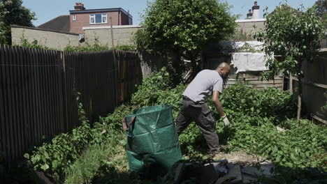 Ethnic-Minority-Adult-Male-Pulling-Off-Bindweed-In-Back-Garden-And-Placing-In-Large-Green-Waste-Bag
