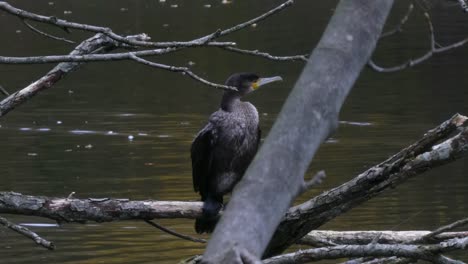 Cormorant-water-bird-perched-on-park-lake-debris-tree-branch-drying-and-hunting-prey-fish-slow-push-in