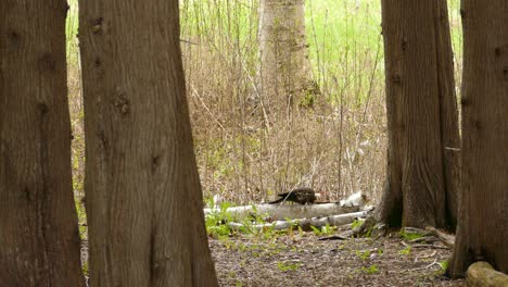 Pileated-woodpecker-drilling-fallen-tree-in-a-woodland---panning-shot