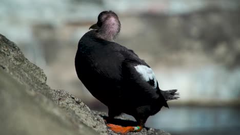 Eine-Nahaufnahme-Eines-Papageientauchers,-Der-Seine-Flügel-Im-Aquarium-An-Der-Küste-Von-Oregon-Putzt